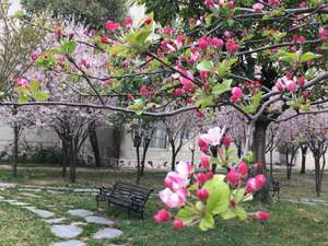 A区池塘花园（代树先拍摄于3月19日）